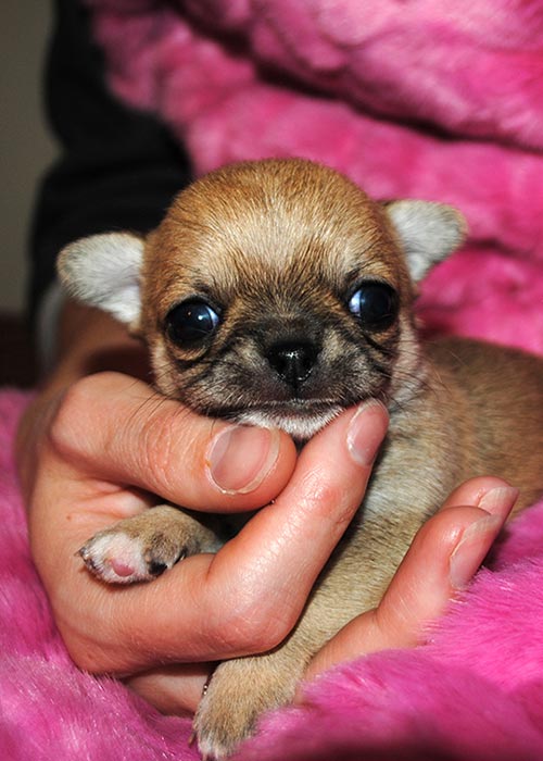 mini chihuahua chihuahua kennel