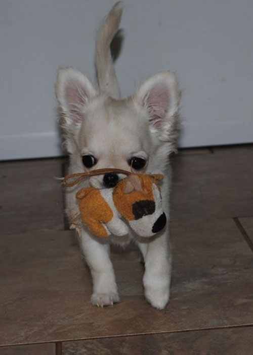 chihuahua with pedigree chihuahua kennel