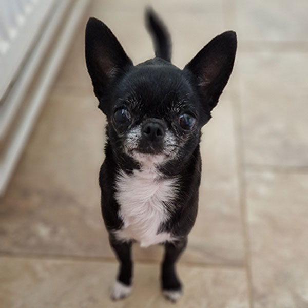 Kurzhaarige Chihuahua Interchampion