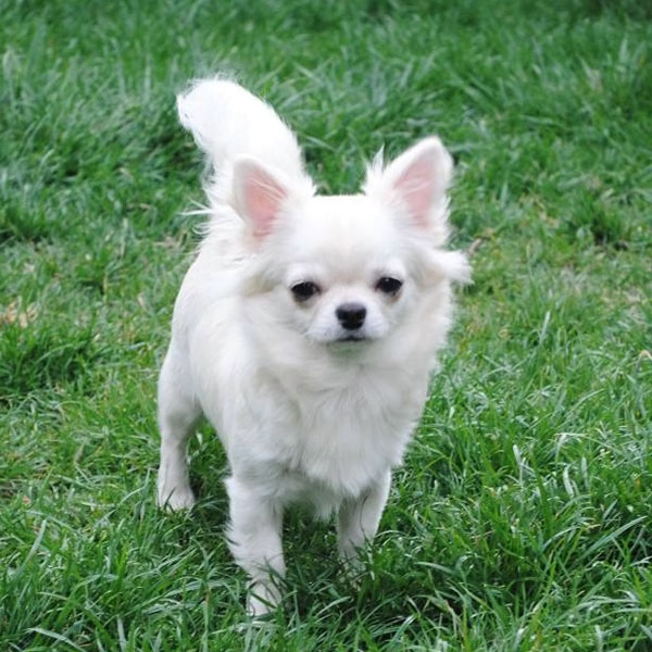 Longhaired chihuahua with pedigree Poppy