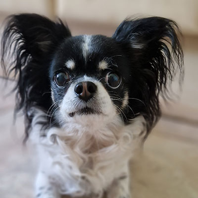 langhaarige Chihuahua mit Ahnentafel Ultima