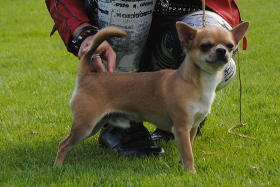 Chihuahua – Hunderasse Standard