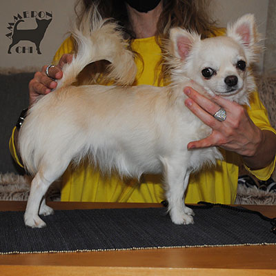 longhaired chihuahua with pedigree chihuahua kennel