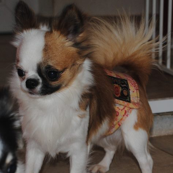 Langhaarige Chihuahua mit Ahnentafel Chronos