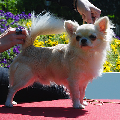 chihuahua kennel