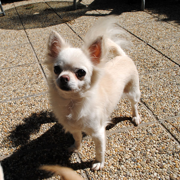Longhaired chihuahua with pedigree Nostra