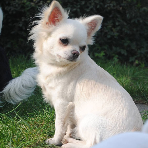 langhaarige Chihuahua mit Ahnentafel Nostra
