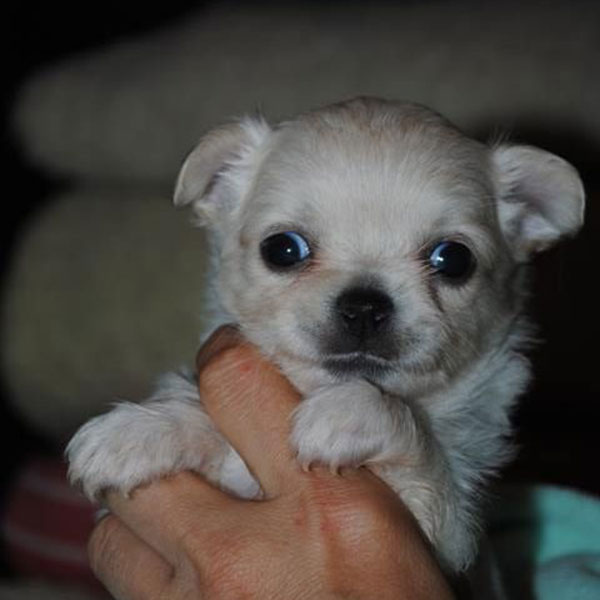 Chihuahua with pedigree