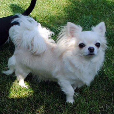 chihuahua kennel longhaired chihuahua with pedigree