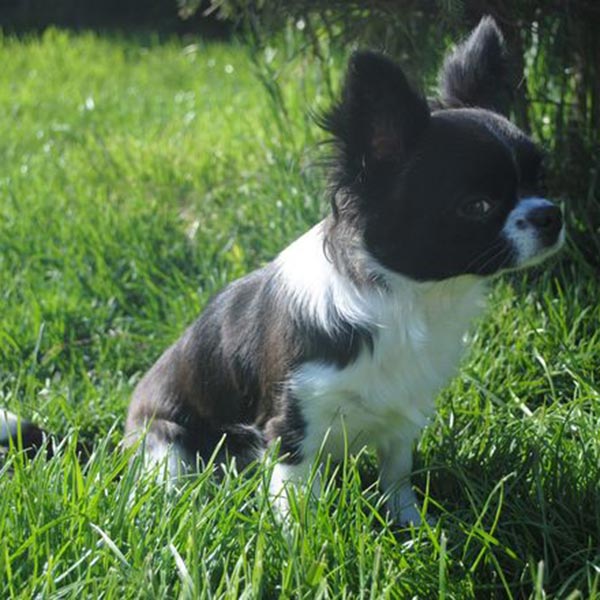 chihuahua with pedigree from breeding kennel