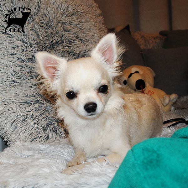 Longhaired chihuahua from kennel Ammeron