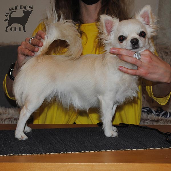 Langhaarige Chihuahua mit Ahnentafel