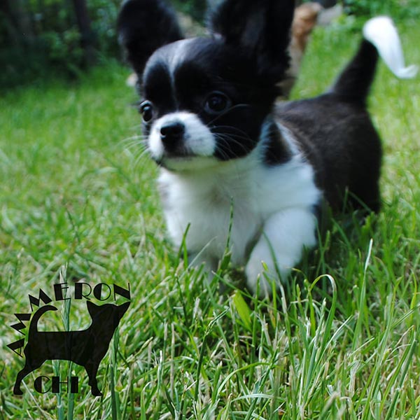 Chihuahua with pedigree
