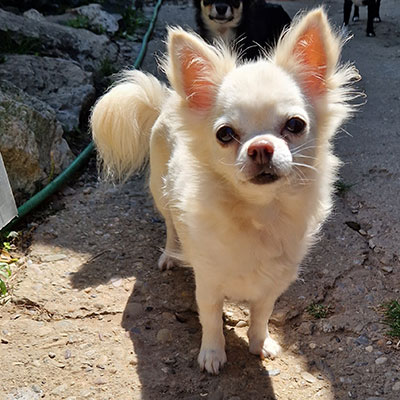 longhaired chihuahua with pedigree