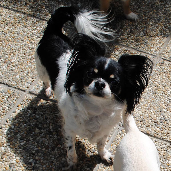 Longhaired chihuahua with pedigree Ultima