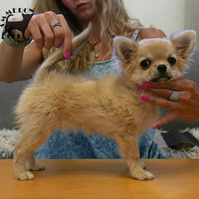 longhaired chihuahua with pedigree Viky