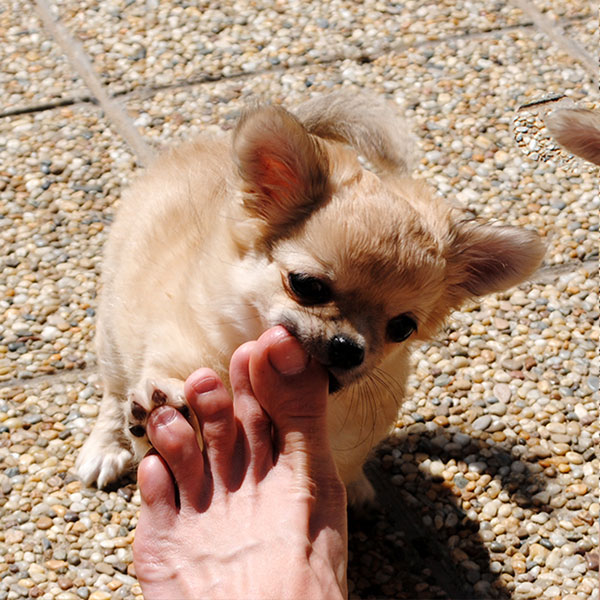 chihuahua puppy with pedigree
