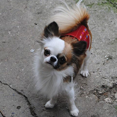 Langhaarige Chihuahua mit Ahnentafel
