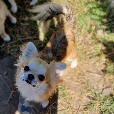 longhaired chihuahua with pedigree