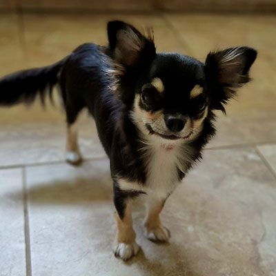 Chihuahua Zucht