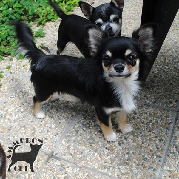 Longhaired chihuahua with pedigree Tesla