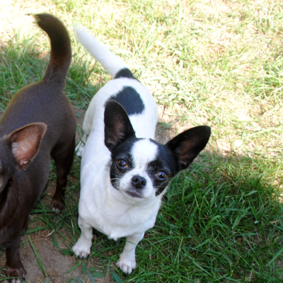 Kurzhaarige Chihuahua mit Ahnentafel