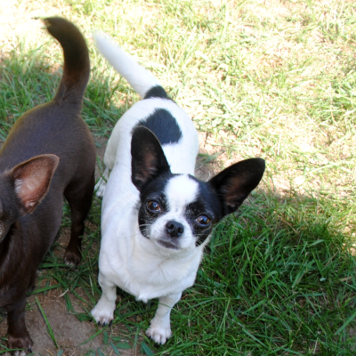 shorthaired chihuahua with pedigree