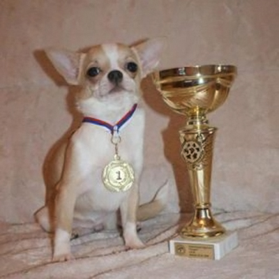 shorthaired chihuahua with pedigree mother of Justina