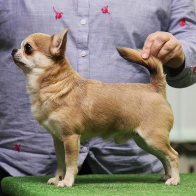 shorthaired chihuahua with pedigree