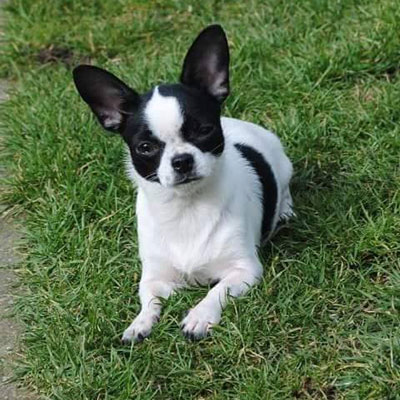 shorthaired chihuahua with pedigree