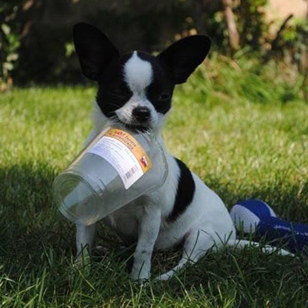 Shorthaired chihuahua with pedigree