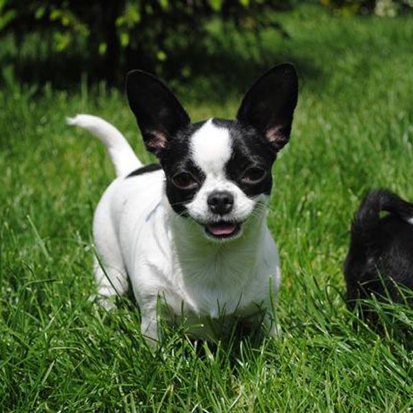 Shorthaired chihuahua with pedigree