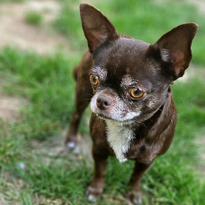 Kurzhaarige Chihuahua mit Ahnentafel Jamaica Jane