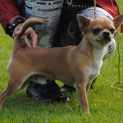 shorthaired chihuahua with pedigree Jet Lee