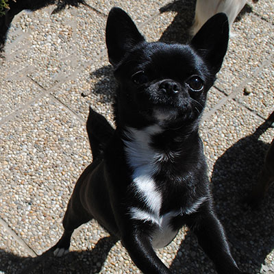 shorthaired chihuahua with pedigree