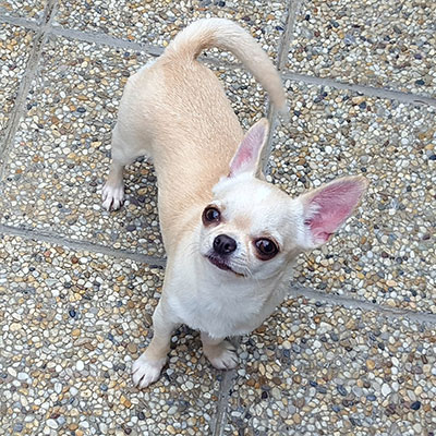 shorthaired chihuahua with pedigree