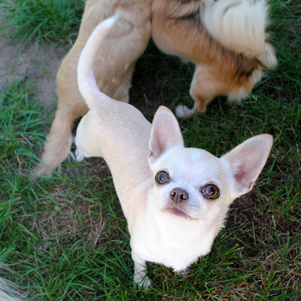Kurzhaarige Chihuahua mit Ahnentafel Symphony