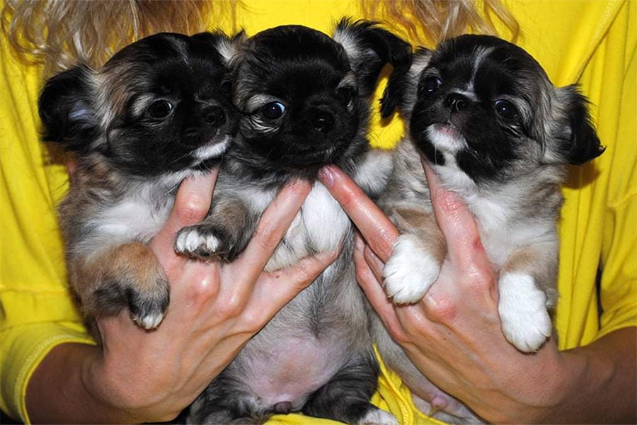 Chihuahua puppy with a pedigree