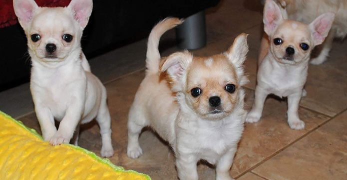 chihuahua offsprings from litter "S"