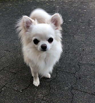 longhaired chihuahua with pedigree Ammeron Enso