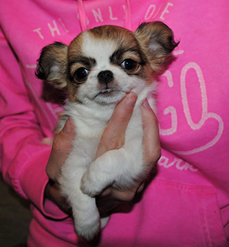 longhaired chihuahua with pedigree