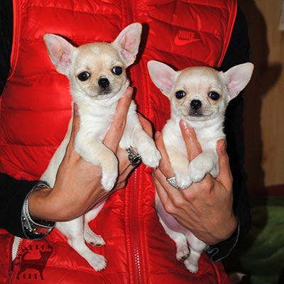 How much cost chihuahua with pedigree?