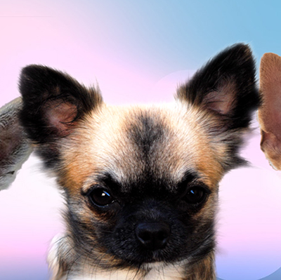 langhaarige Chihuahua mit Ahnentafel Ursula