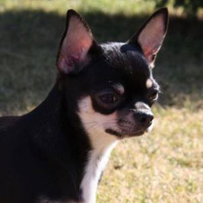 shorthaired chihuahua Wivien