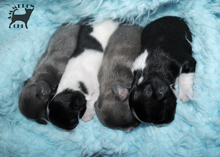 We have newborn chihuahua puppies