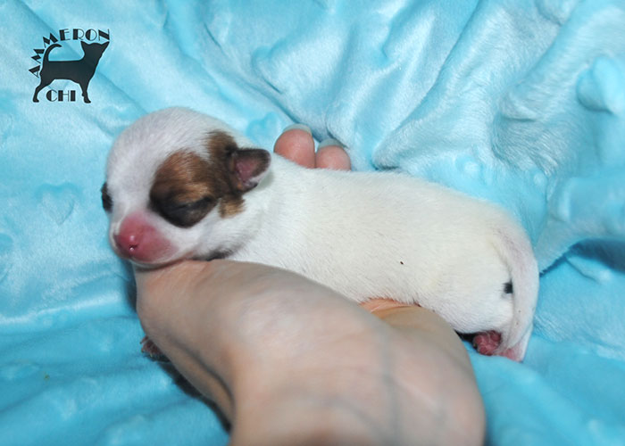 chihuahua from breeding kennel