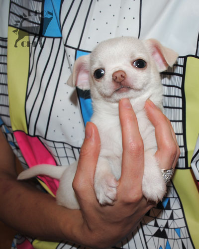chihuahua from breeding kennel
