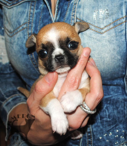chihuahua puppy with pedigree