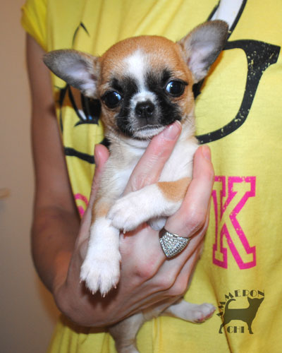shorthaired chihuahua