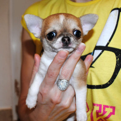mini Chihuahua